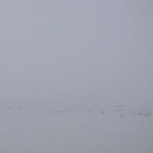 ducks
